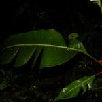 Heliconia irrasa পাতা