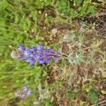 Lupinus bicolor Flower