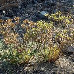 Lomatium dasycarpum Хабит