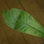 Isertia spiciformis Leaf