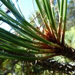 Pinus hartwegii Лист