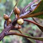 Planchonella glauca Arall