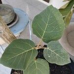 Ficus abutilifolia Hoja