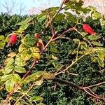 Rosa setipoda Hábito