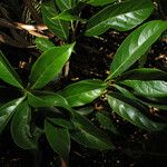 Nectandra cissiflora 葉