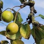 Malus prunifolia Плод