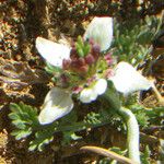 Nigella fumariifolia