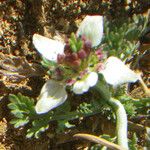 Nigella fumariifolia Flower