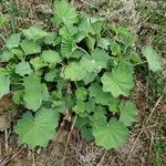 Alchemilla monticola ശീലം