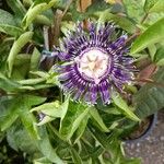 Passiflora incarnata Flower