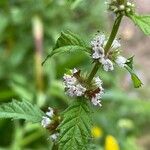 Lycopus europaeus Flower