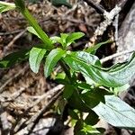 Epilobium roseum Lehti