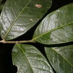 Hirtella guatemalensis Foglia
