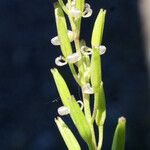 Triglochin bulbosa Fruit