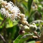 Croton flavens Flower