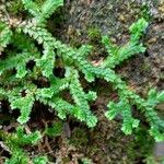 Selaginella denticulata পাতা