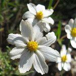 Melampodium leucanthum 花