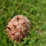 Trifolium fragiferum Blomst
