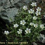 Cerastium pedunculatum Yeri