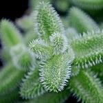 Delosperma echinatum Leaf