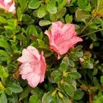 Rhododendron simsii Flower