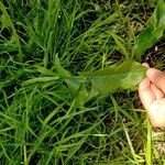 Taraxacum cucullatiforme Likasa