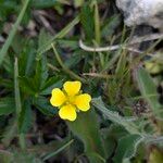 Potentilla erecta Habitus