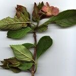 Drymonia serrulata Outro