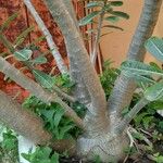 Adenium obesum Feuille