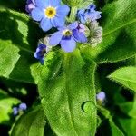 Myosotis sylvatica Feuille