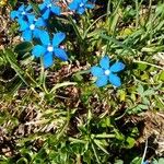 Gentiana vernaFlower