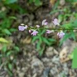 Hylodesmum glutinosum Blüte