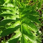 Serratula coronata Leaf