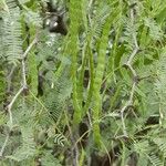 Prosopis juliflora Fruit