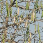 Ceiba pentandra 果實