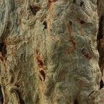 Vachellia xanthophloea Bark