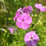 Phlox glaberrima ফুল