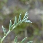 Oxytropis campestris Blad