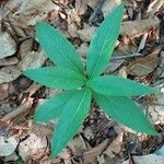 Mercurialis perennis Foglia