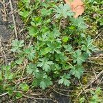 Geranium carolinianum Лист