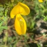 Cytisus scoparius Floare