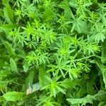 Galium maritimum Leaf