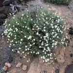 Argyranthemum foeniculaceum Хабит