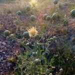 Centaurea salonitana Flower