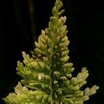 Hymenophyllum humboldtianum Vivejo