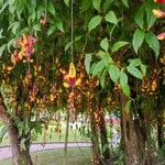 Thunbergia mysorensis Flower