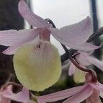 Dendrobium aphyllum പുഷ്പം
