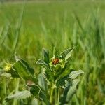 Calendula arvensis Leaf