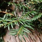 Taxus brevifolia Leaf