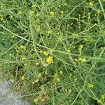 Sisymbrium officinaleFlors